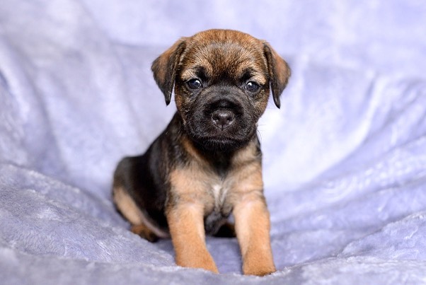 16 Cool Facts About Border Terriers 9 16 Cool Facts About Border Terriers 9