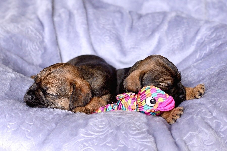 16 Cool Facts About Border Terriers 10 16 Cool Facts About Border Terriers 10