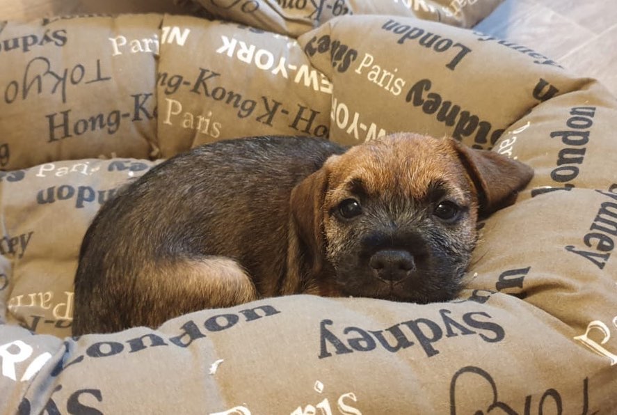 16 Cool Facts About Border Terriers 11 16 Cool Facts About Border Terriers 11