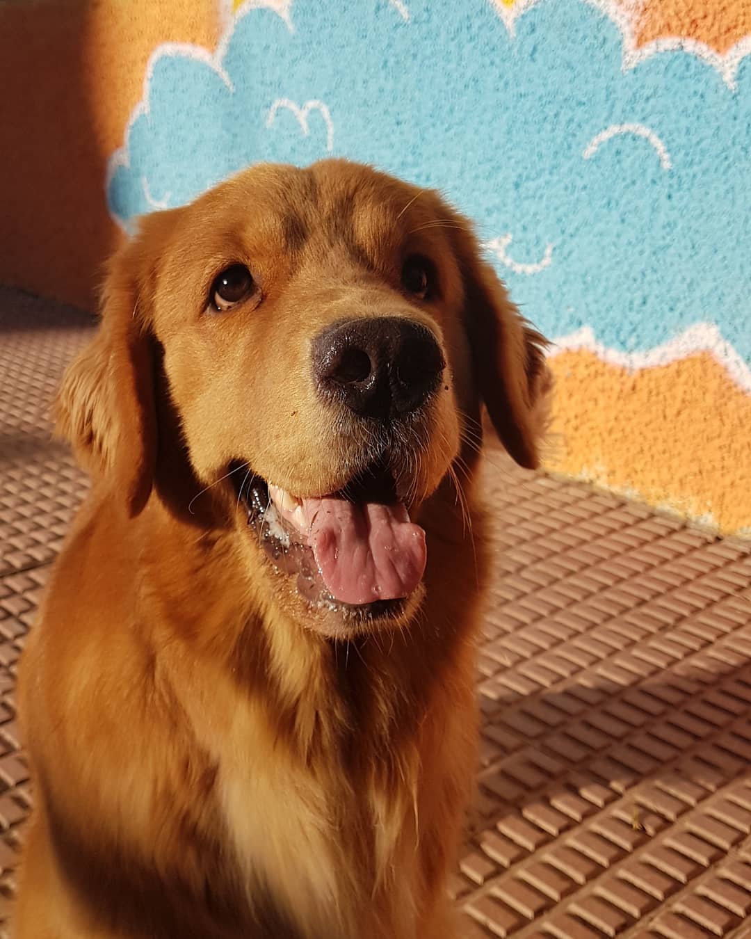 15 Amazing Facts About Golden Retrievers You Probably Never Knew 10