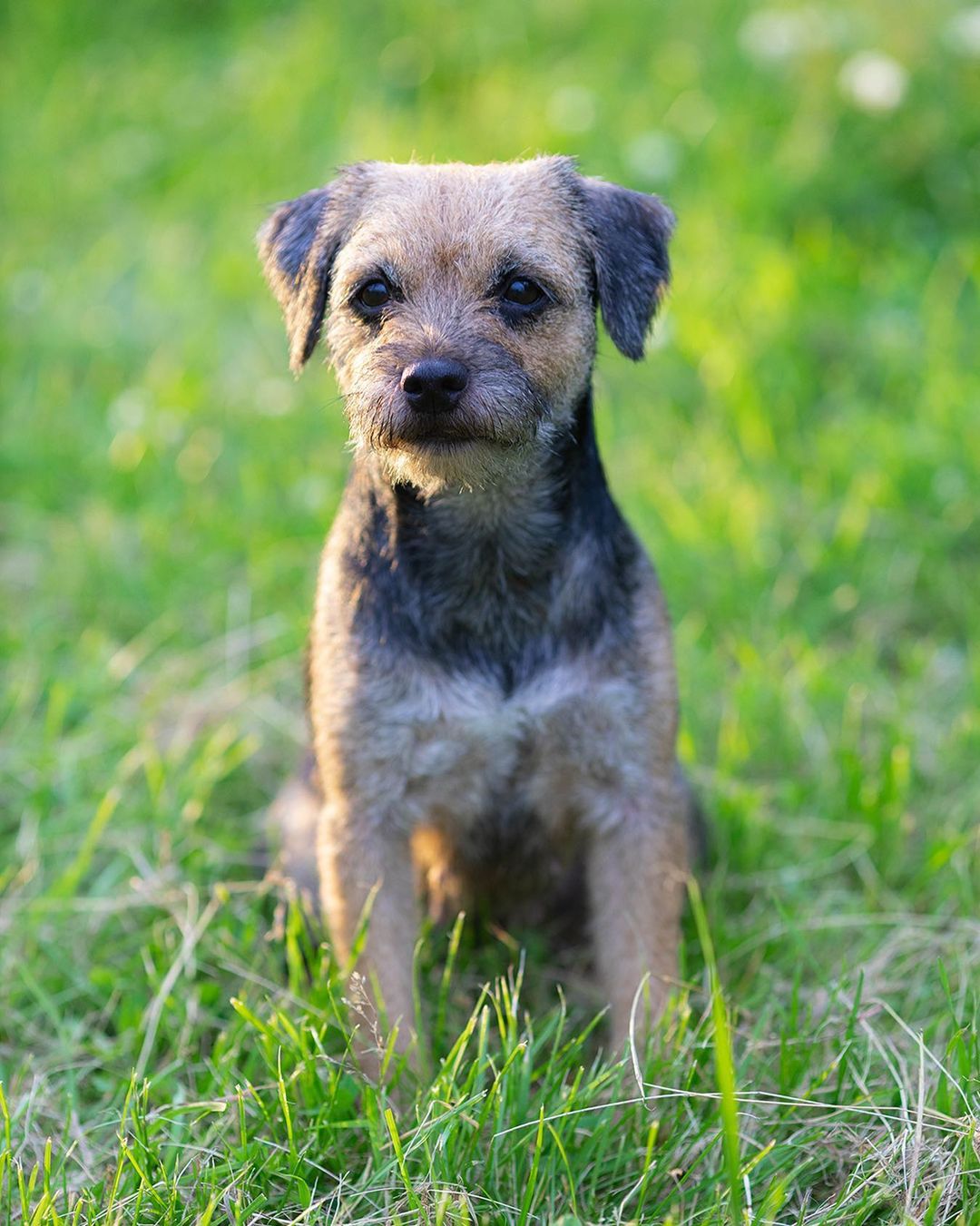16 Cool Facts About Border Terriers 11