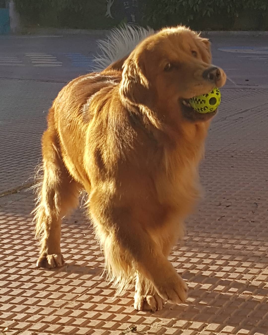 15 Amazing Facts About Golden Retrievers You Probably Never Knew 9