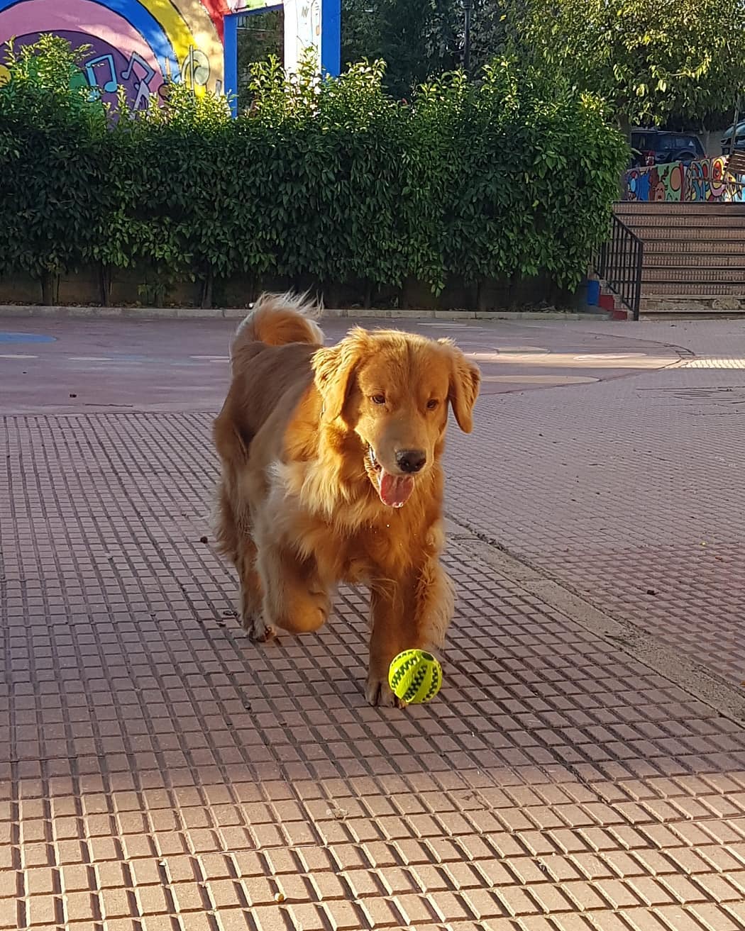 15 Amazing Facts About Golden Retrievers You Probably Never Knew 10