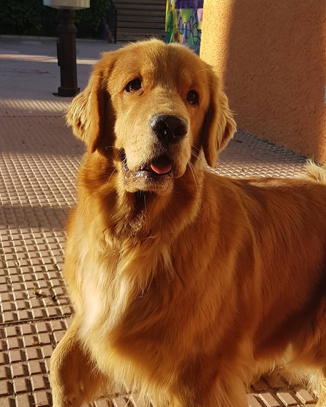15 Amazing Facts About Golden Retrievers You Probably Never Knew 11
