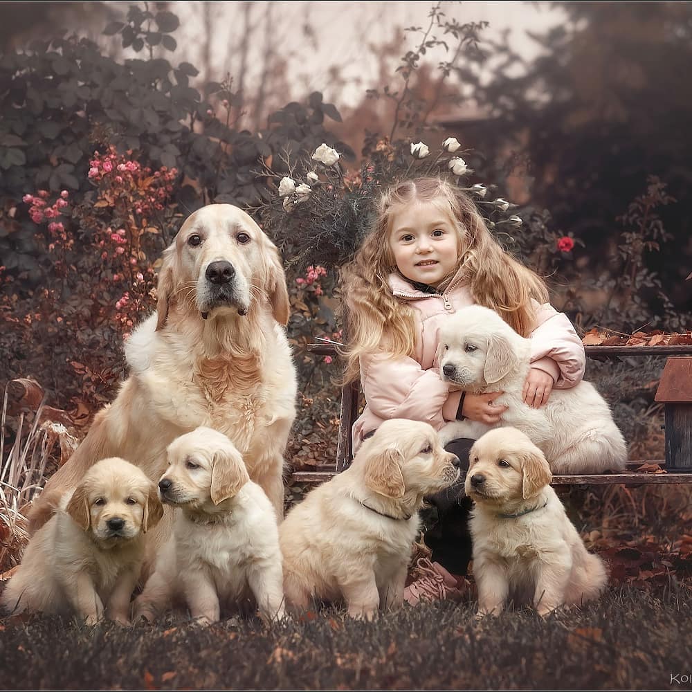 15 Cool Facts About Golden Retrievers 9