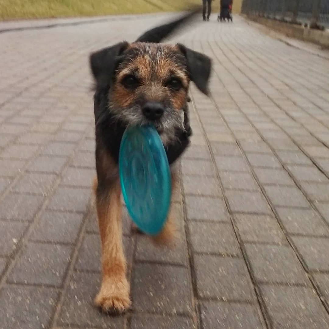 16 Cool Facts About Border Terriers 9