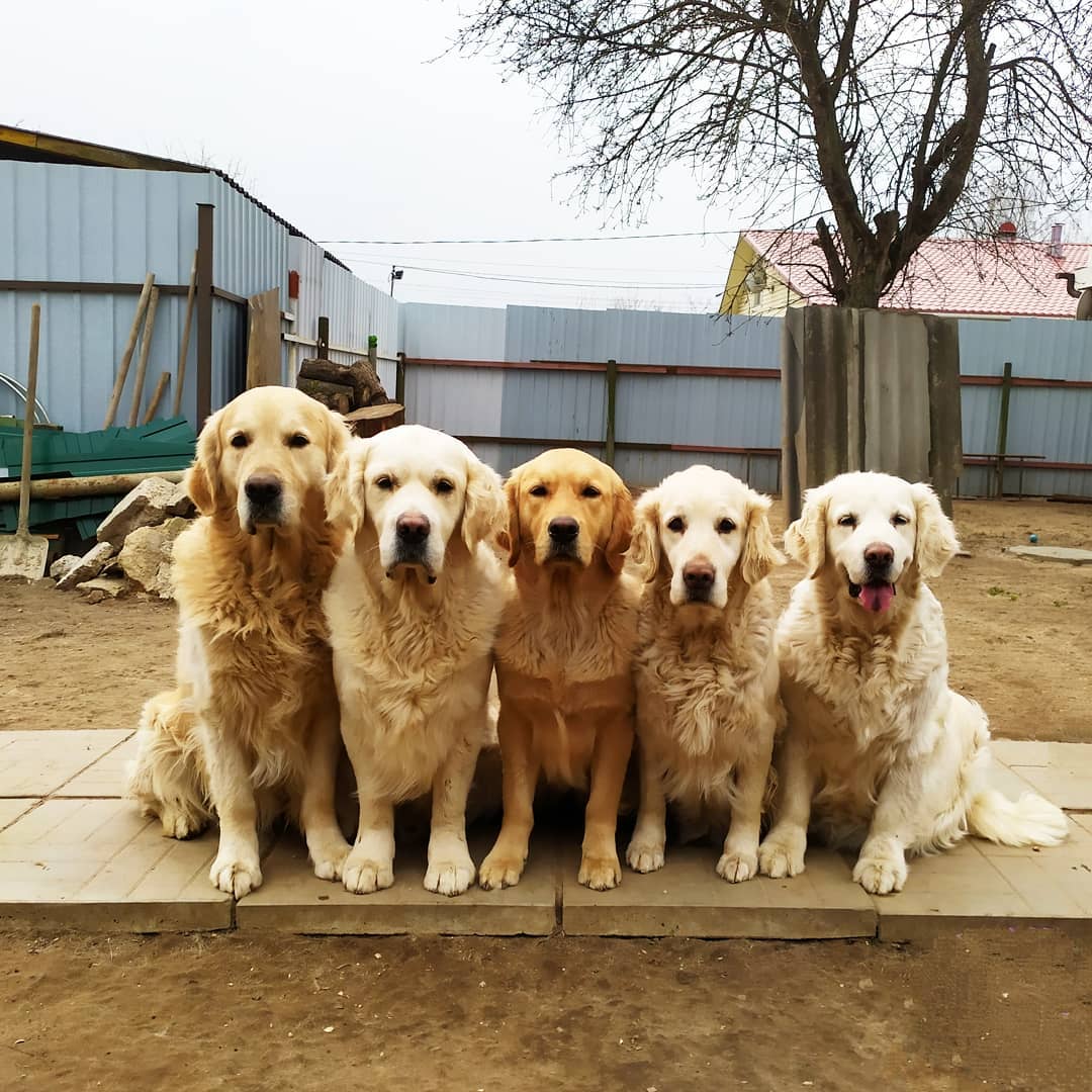 15 Amazing Facts About Golden Retrievers You Probably Never Knew 10