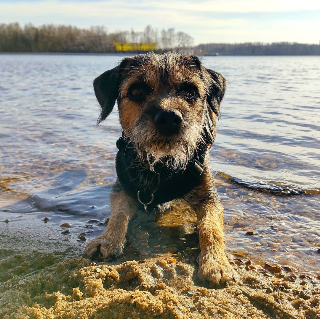 16 Cool Facts About Border Terriers 10