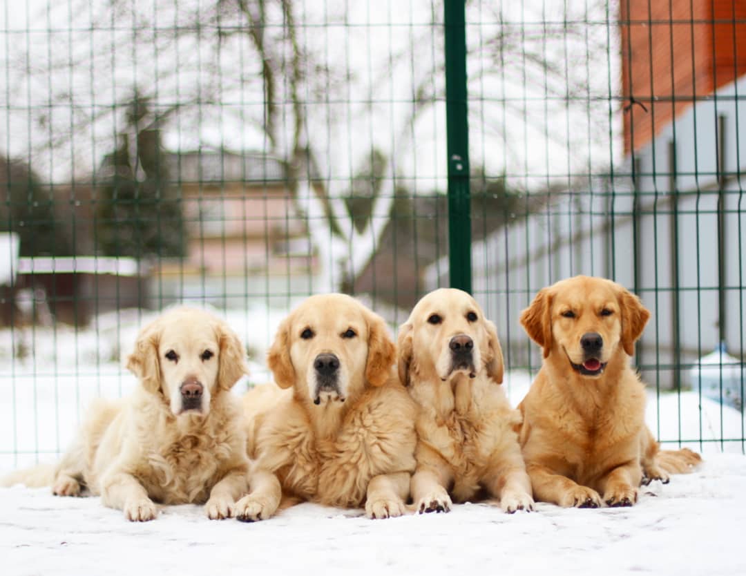 15 Amazing Facts About Golden Retrievers You Probably Never Knew 11