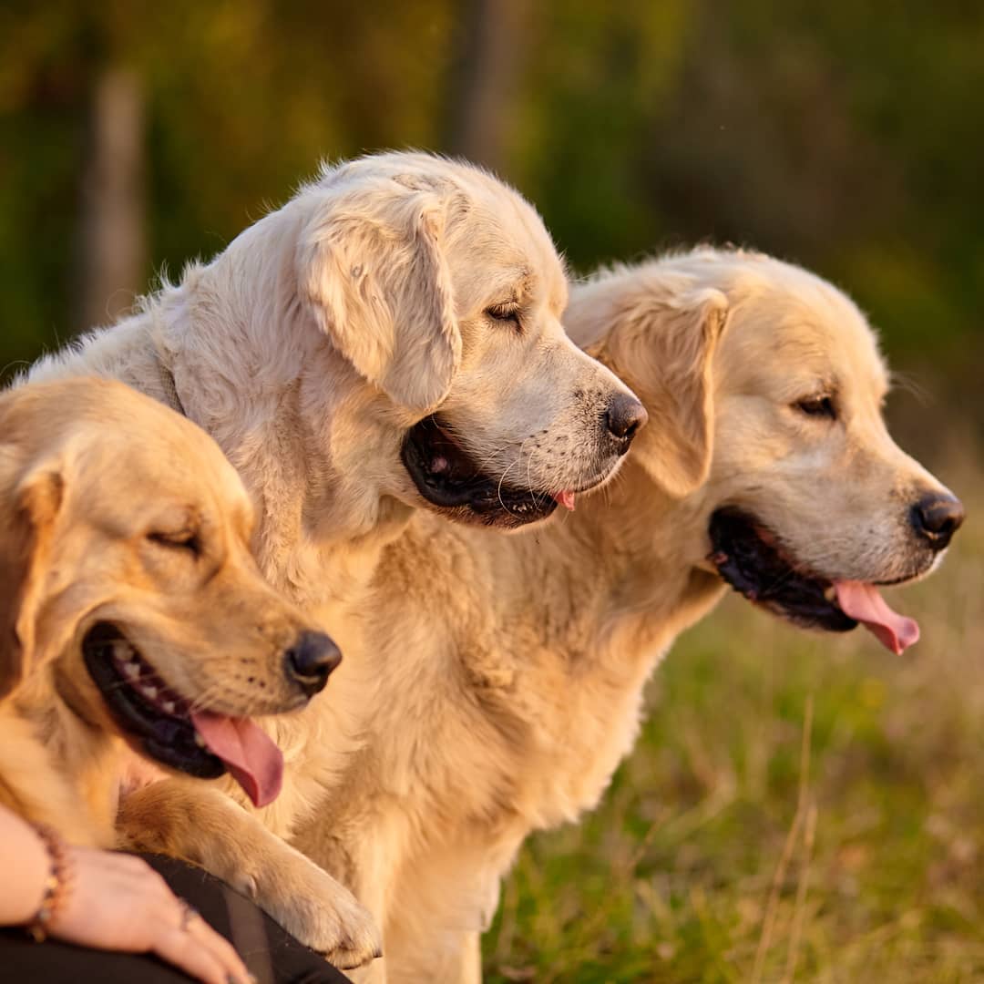 15 Amazing Facts About Golden Retrievers You Probably Never Knew 11