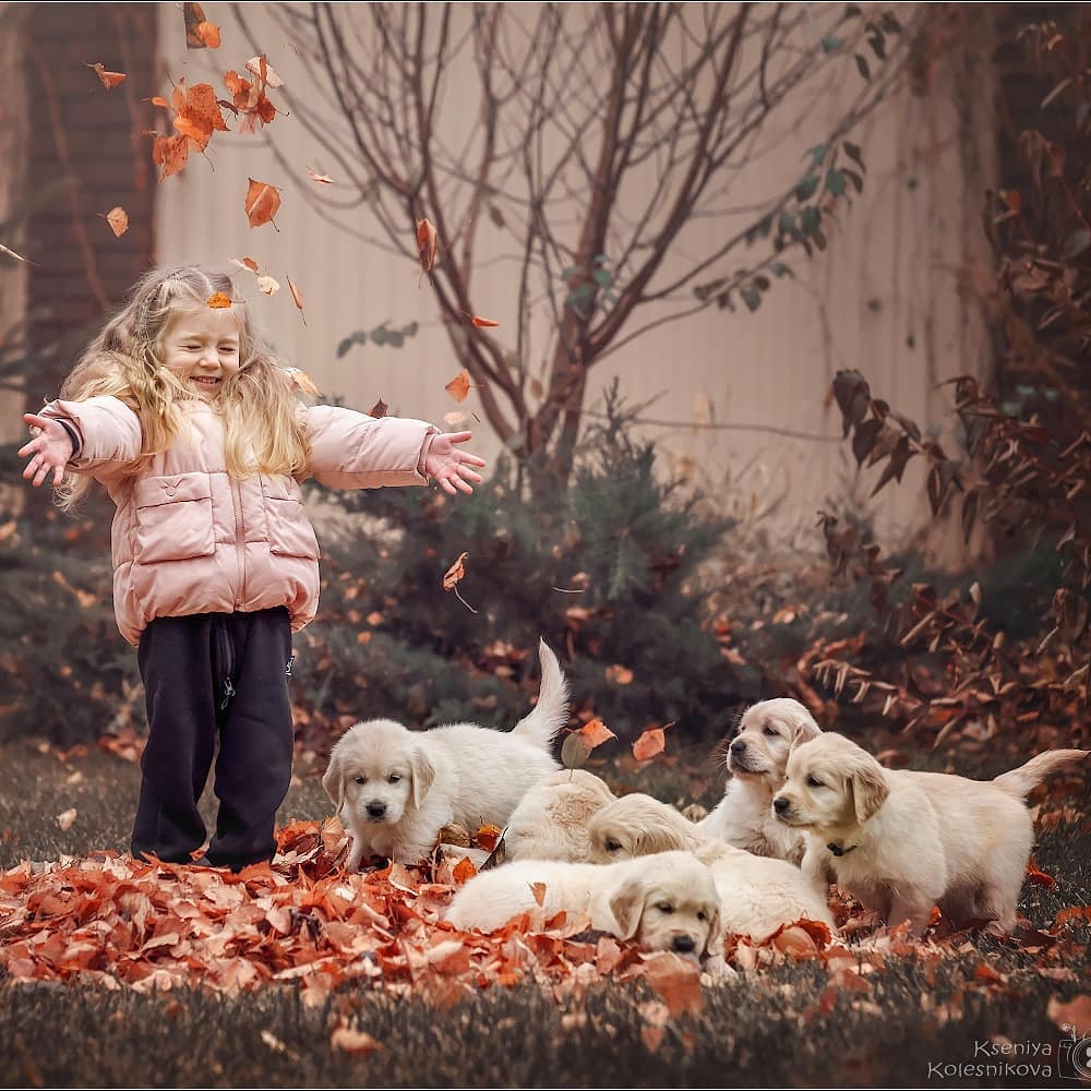 15 Cool Facts About Golden Retrievers 10