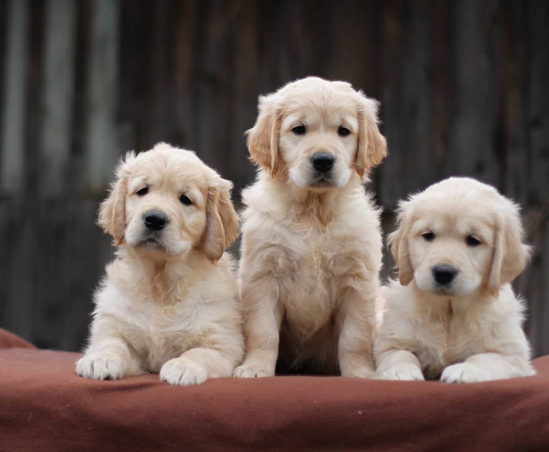 15 Cool Facts About Golden Retrievers 9