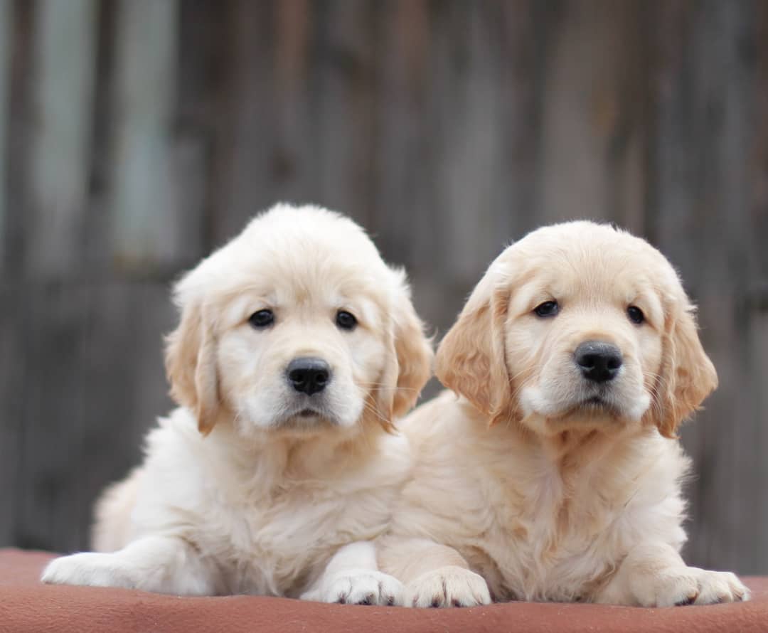 15 Cool Facts About Golden Retrievers 10