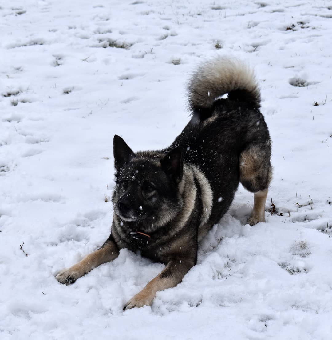 15 Amazing Facts About Norwegian Elkhounds You Probably Never Knew 37