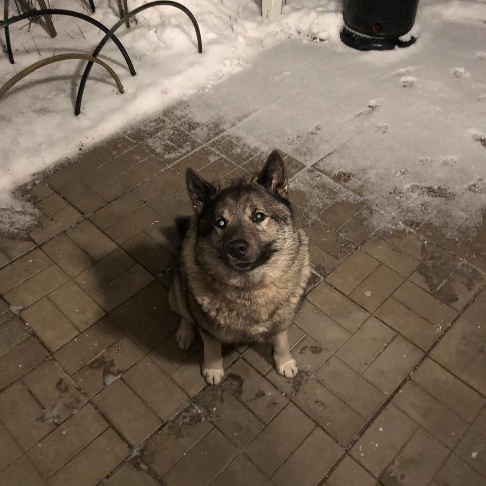 15 Amazing Facts About Norwegian Elkhounds You Probably Never Knew 41