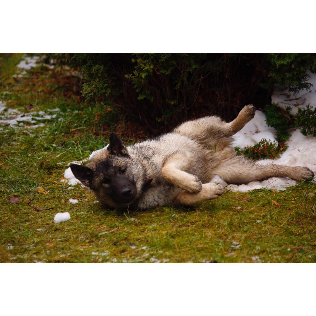 15 Amazing Facts About Norwegian Elkhounds You Probably Never Knew 43