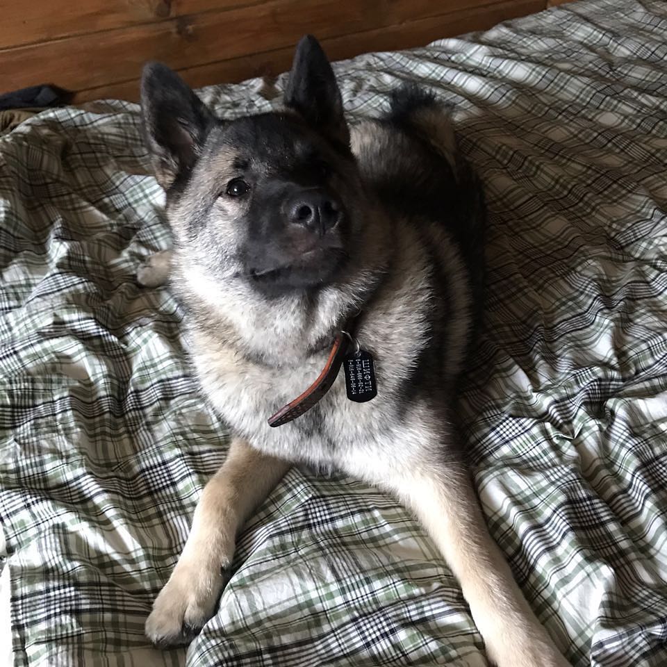 15 Amazing Facts About Norwegian Elkhounds You Probably Never Knew 44