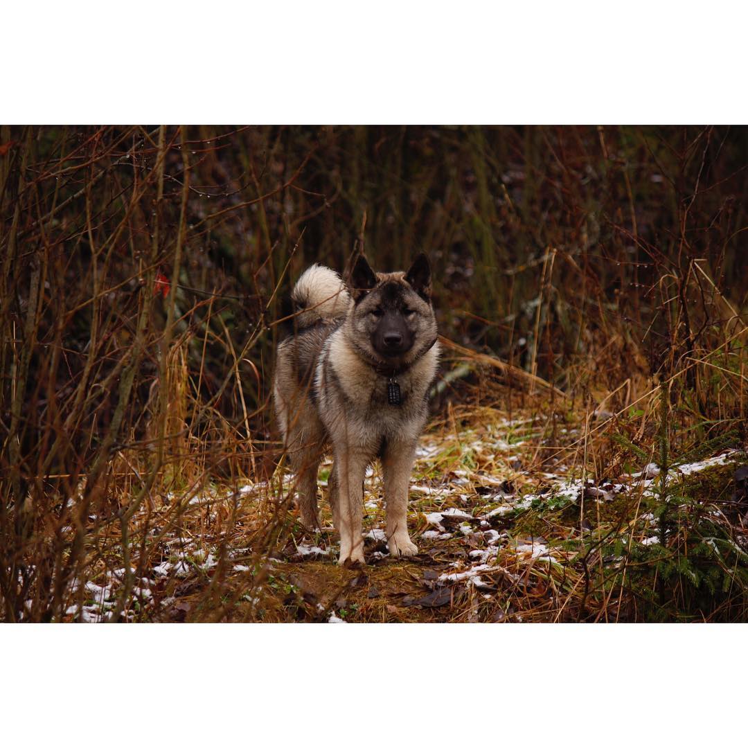 15 Amazing Facts About Norwegian Elkhounds You Probably Never Knew 46