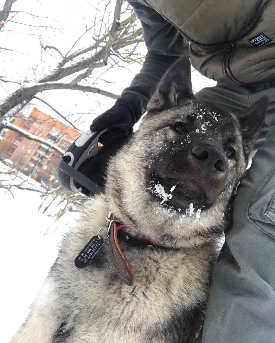 15 Amazing Facts About Norwegian Elkhounds You Probably Never Knew 47