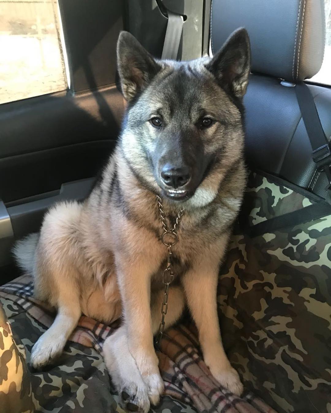 16 Interesting Facts About Norwegian Elkhounds 9