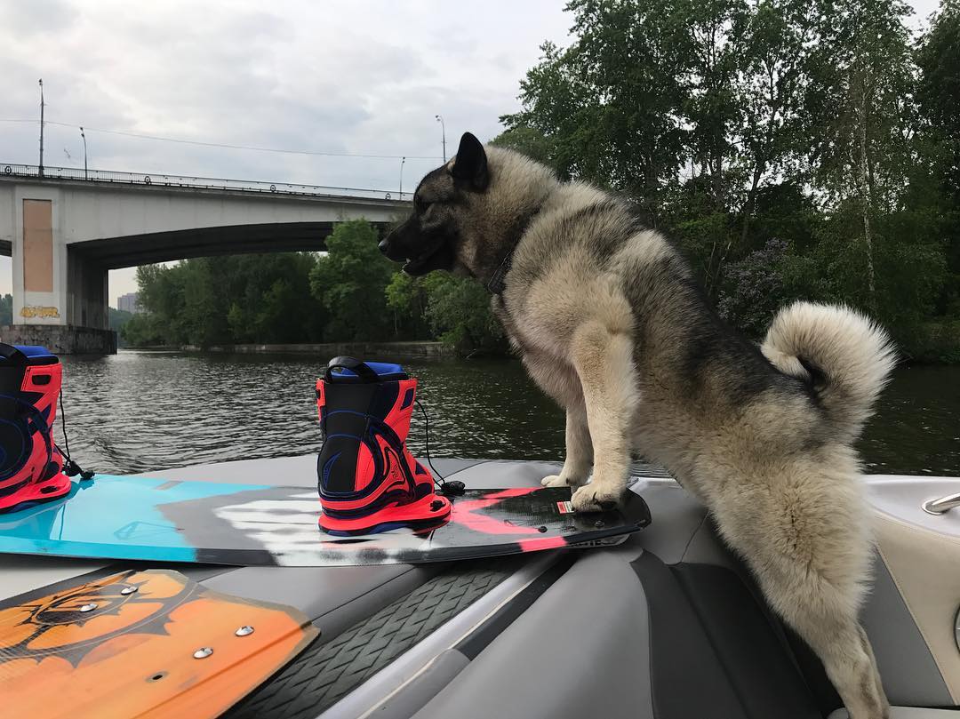 16 Interesting Facts About Norwegian Elkhounds 10