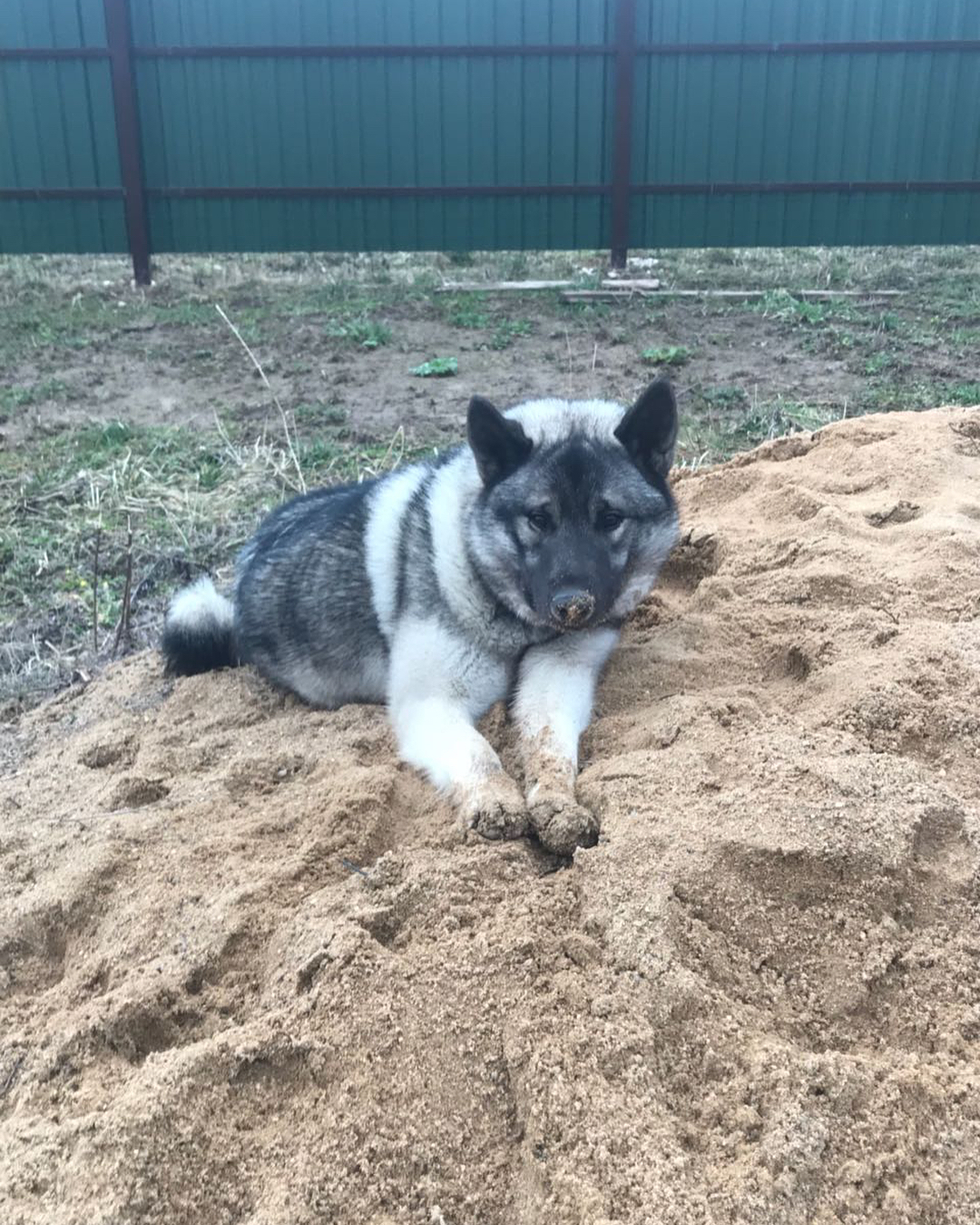 16 Interesting Facts About Norwegian Elkhounds 11