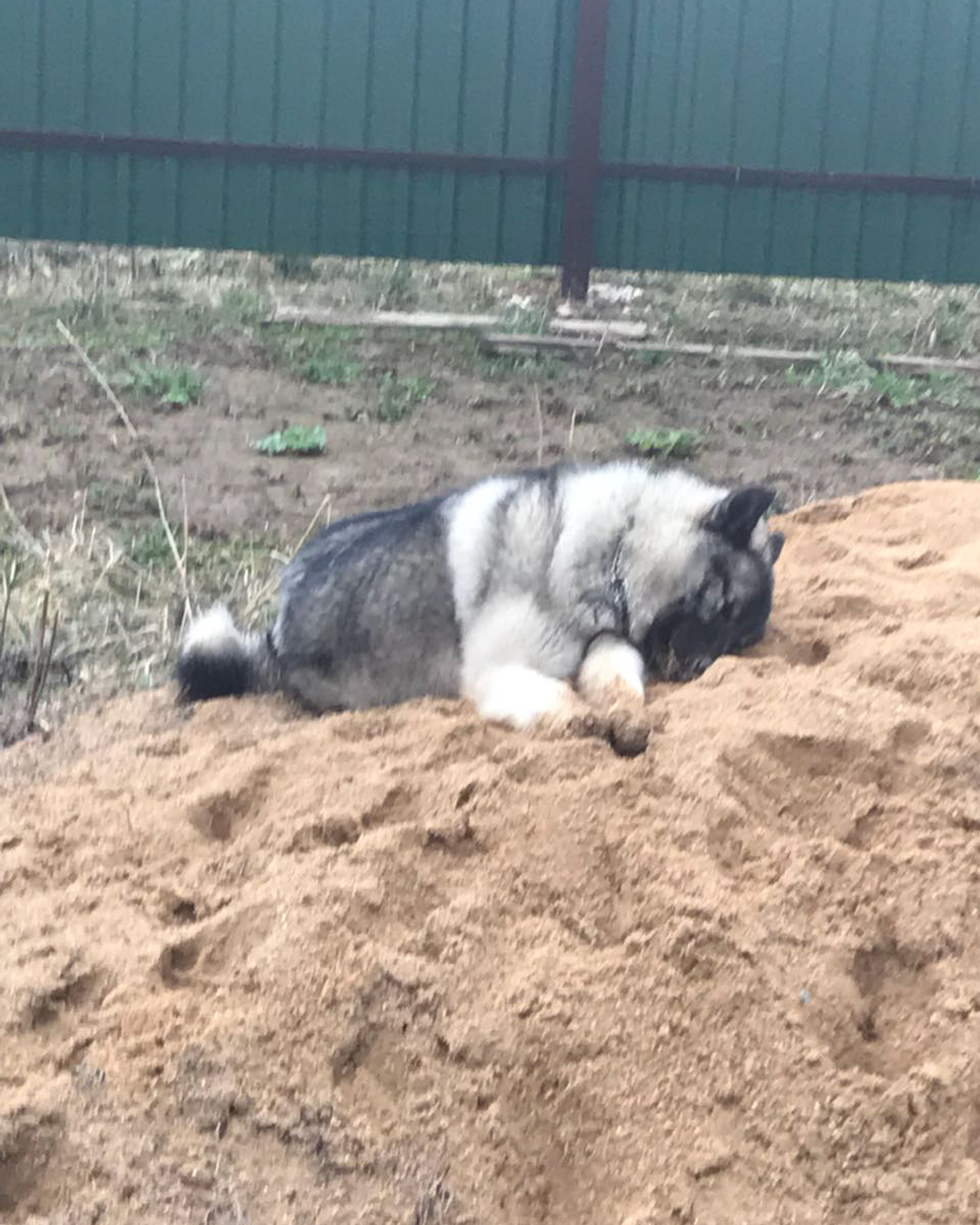 16 Interesting Facts About Norwegian Elkhounds 9