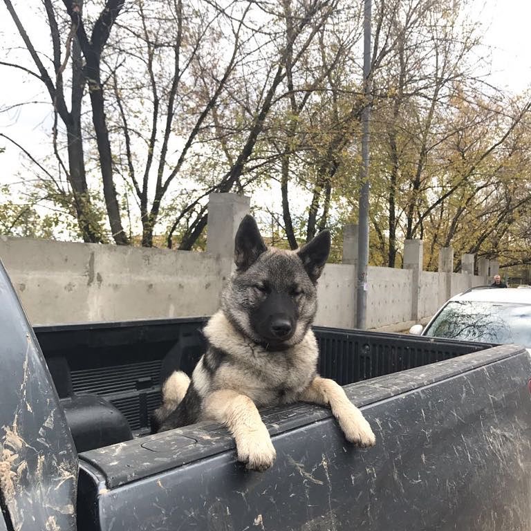 16 Interesting Facts About Norwegian Elkhounds 10