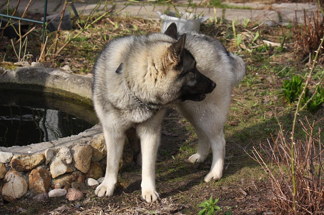 16 Interesting Facts About Norwegian Elkhounds 11
