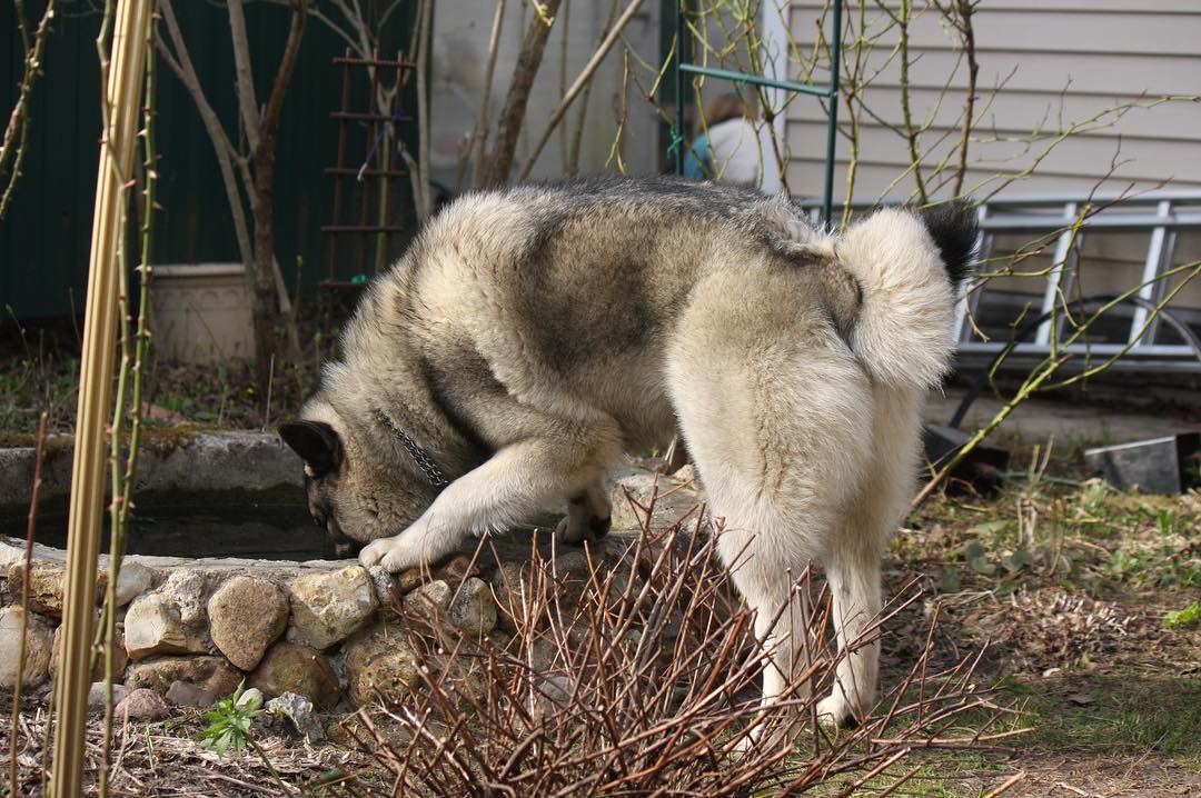 16 Interesting Facts About Norwegian Elkhounds 9