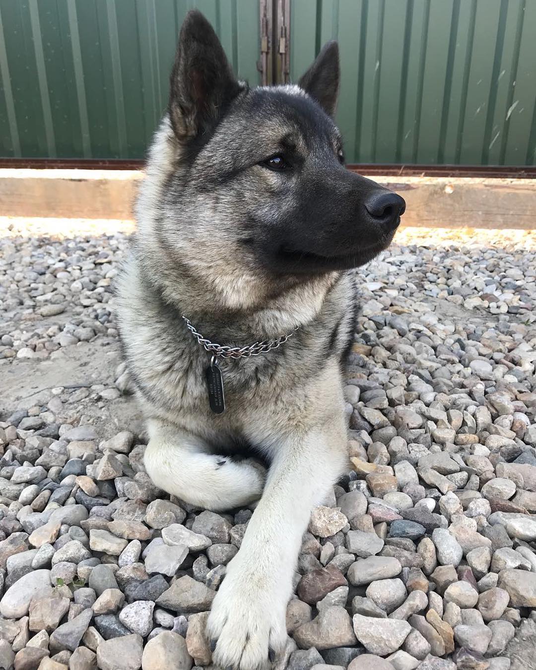 16 Interesting Facts About Norwegian Elkhounds 10