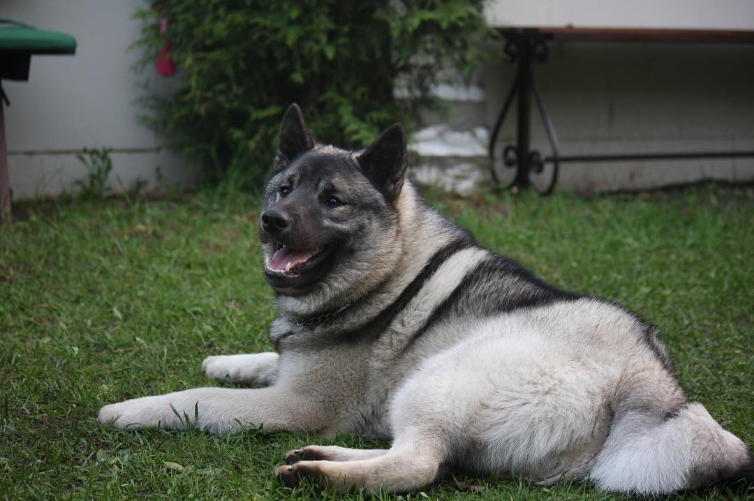 16 Interesting Facts About Norwegian Elkhounds 11