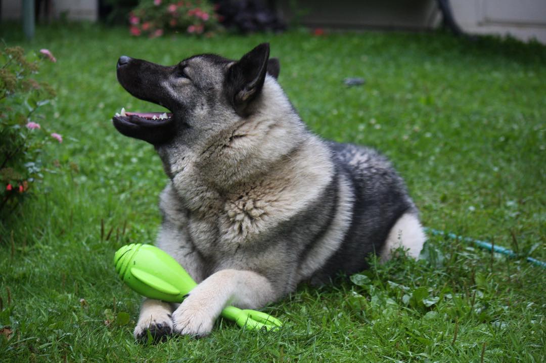 16 Interesting Facts About Norwegian Elkhounds 9