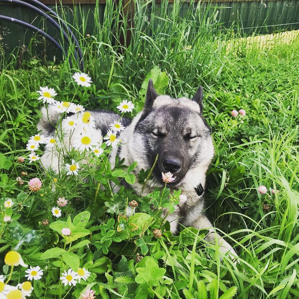 16 Interesting Facts About Norwegian Elkhounds 10