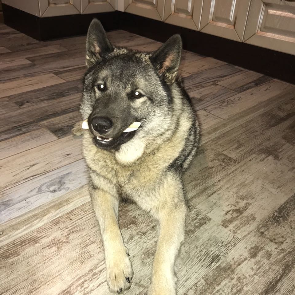 16 Interesting Facts About Norwegian Elkhounds 11