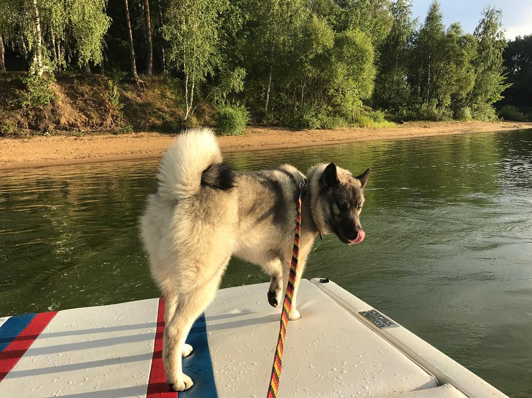 16 Interesting Facts About Norwegian Elkhounds 5