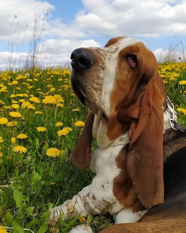 15 Amazing Facts About Basset Hounds You Probably Never Knew 11