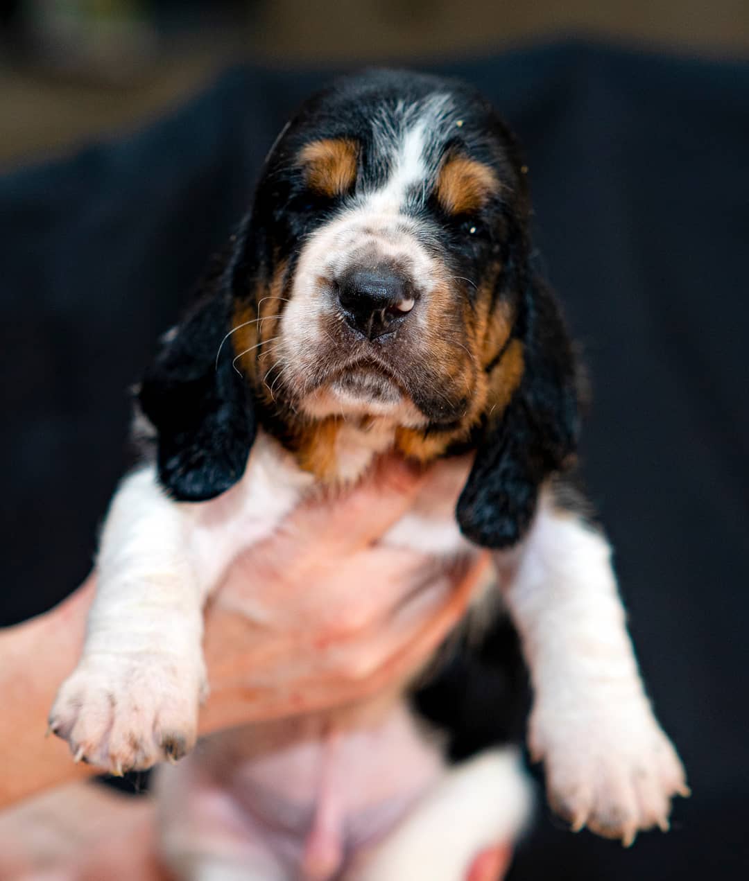 15 Cool Facts About Basset Hounds 9