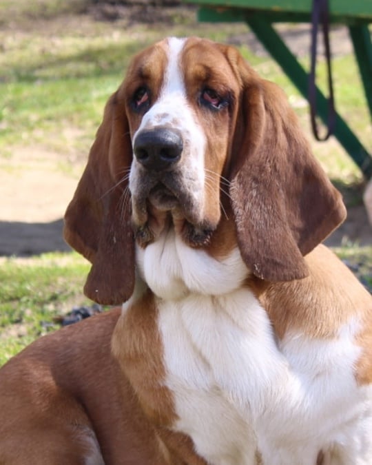15 Cool Facts About Basset Hounds 11