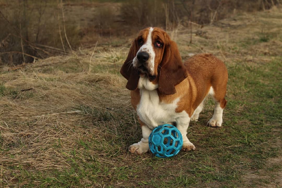 15 Cool Facts About Basset Hounds 9
