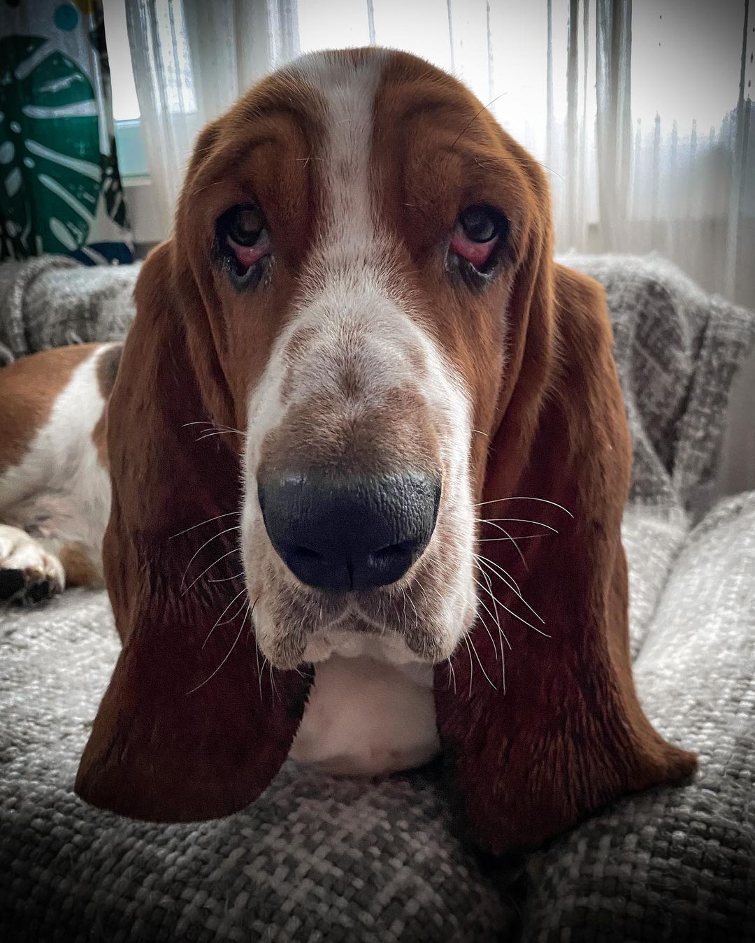 15 Cool Facts About Basset Hounds 10