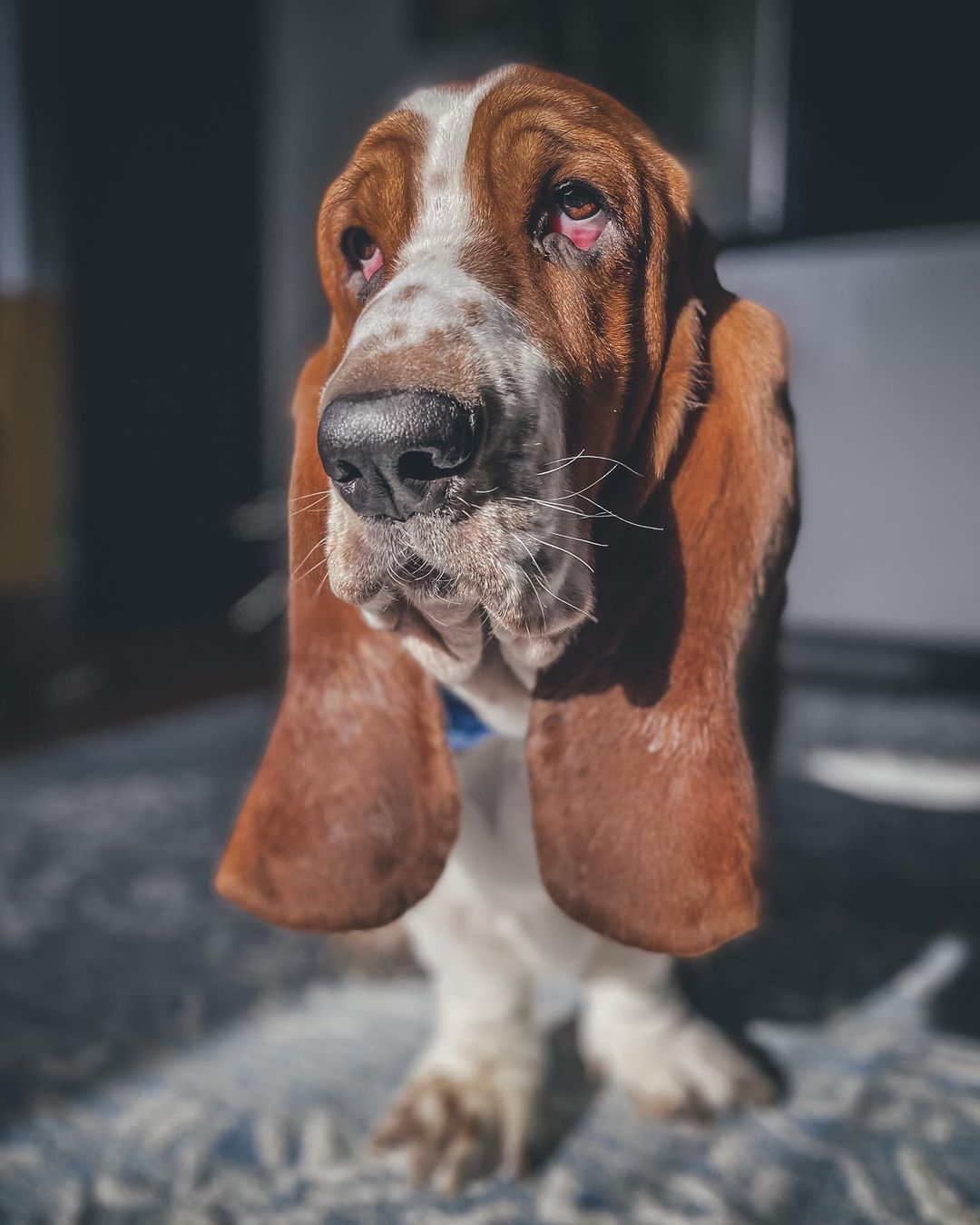 15 Cool Facts About Basset Hounds 9