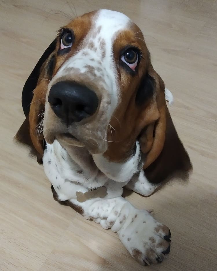 15 Interesting Facts About Basset Hounds 10 15 Interesting Facts About Basset Hounds 10