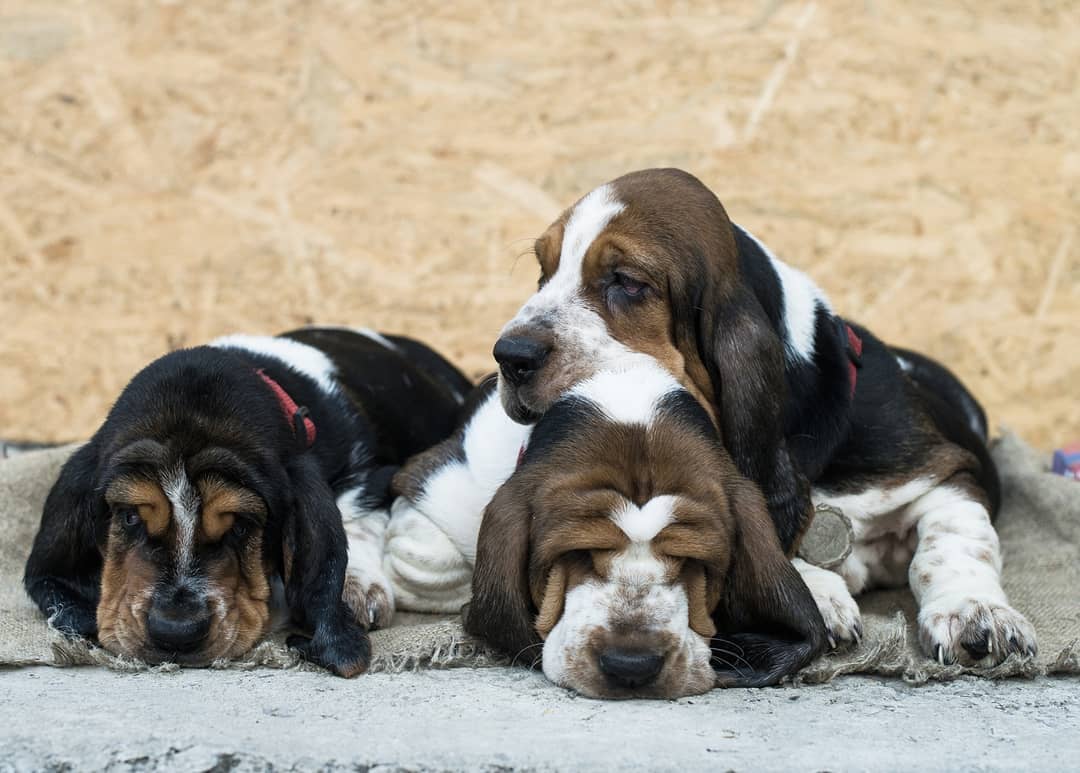 15 Interesting Facts About Basset Hounds 10