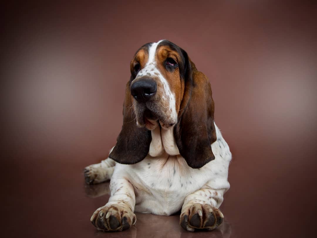 15 Interesting Facts About Basset Hounds 11