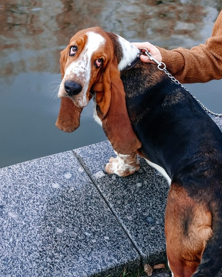 15 Interesting Facts About Basset Hounds 9