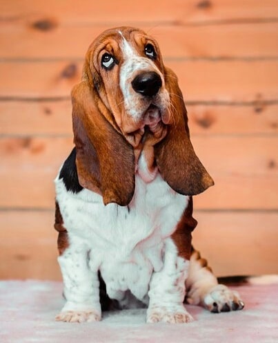 15 Interesting Facts About Basset Hounds 10