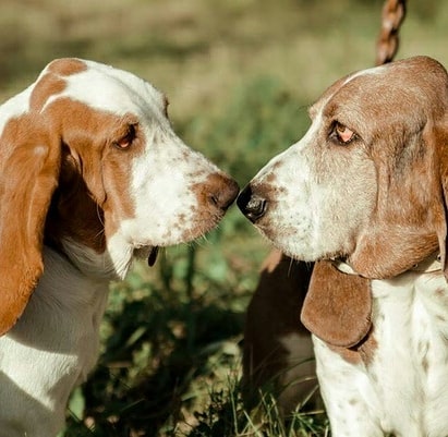 15 Amazing Facts About Basset Hounds You Probably Never Knew 9