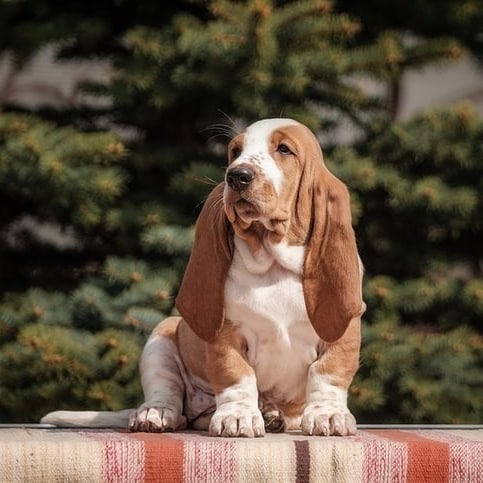 15 Interesting Facts About Basset Hounds 11