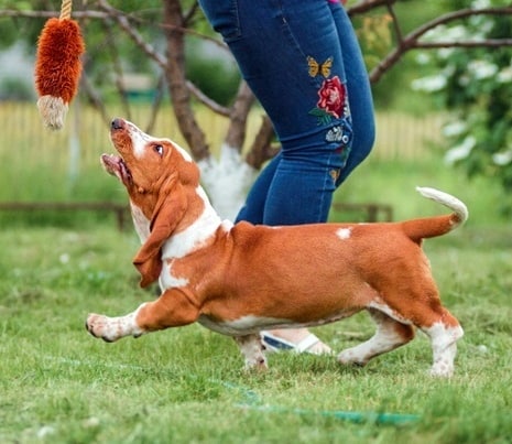 15 Interesting Facts About Basset Hounds 9